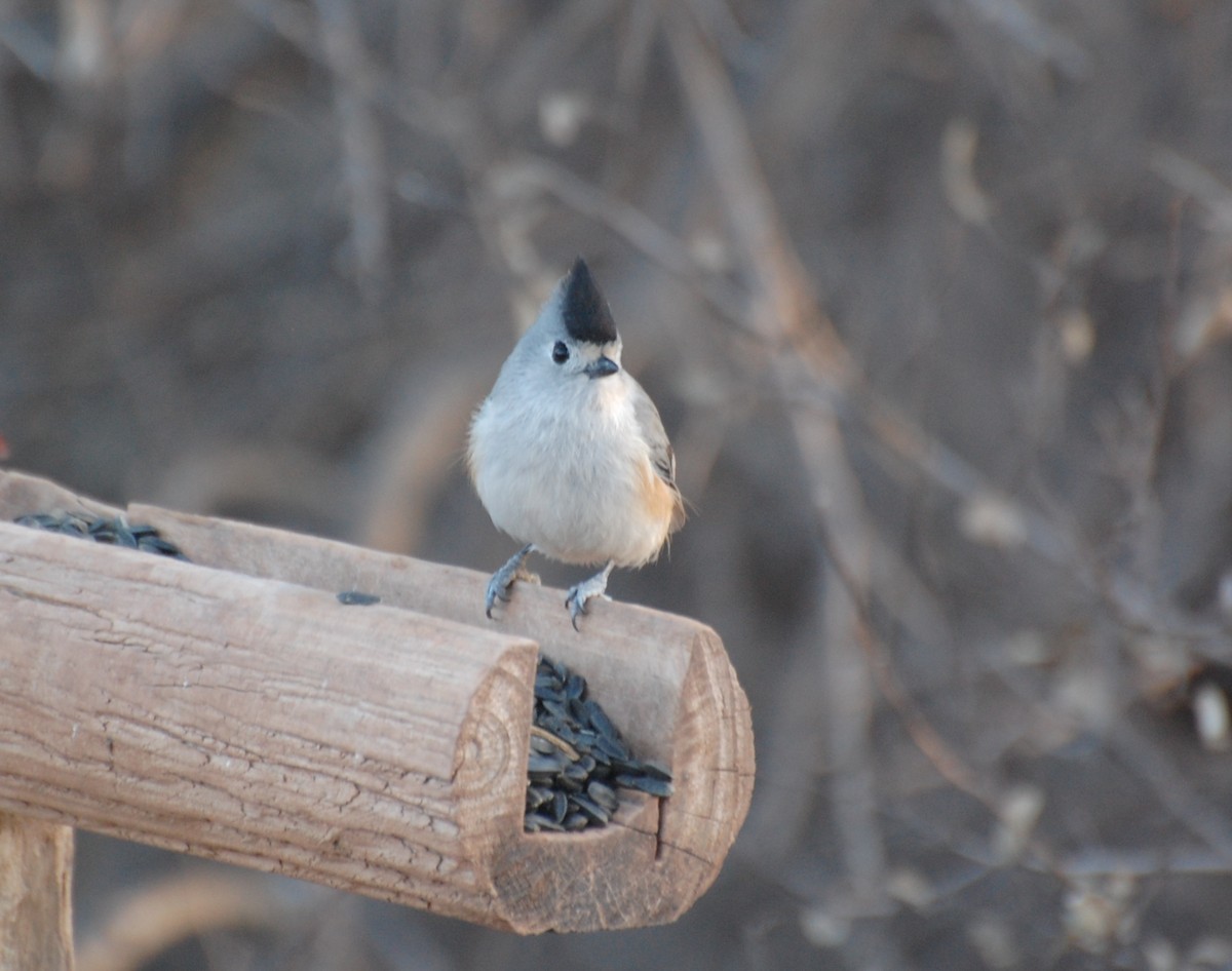 sýkora černochocholatá - ML647038852
