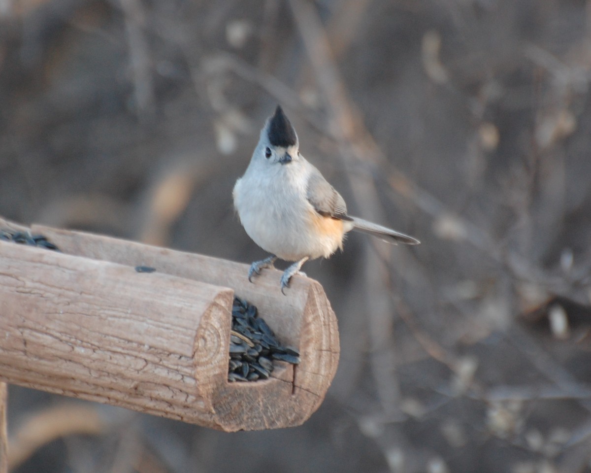 sýkora černochocholatá - ML647038859