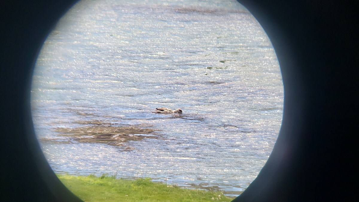 Crested Duck - ML647038860