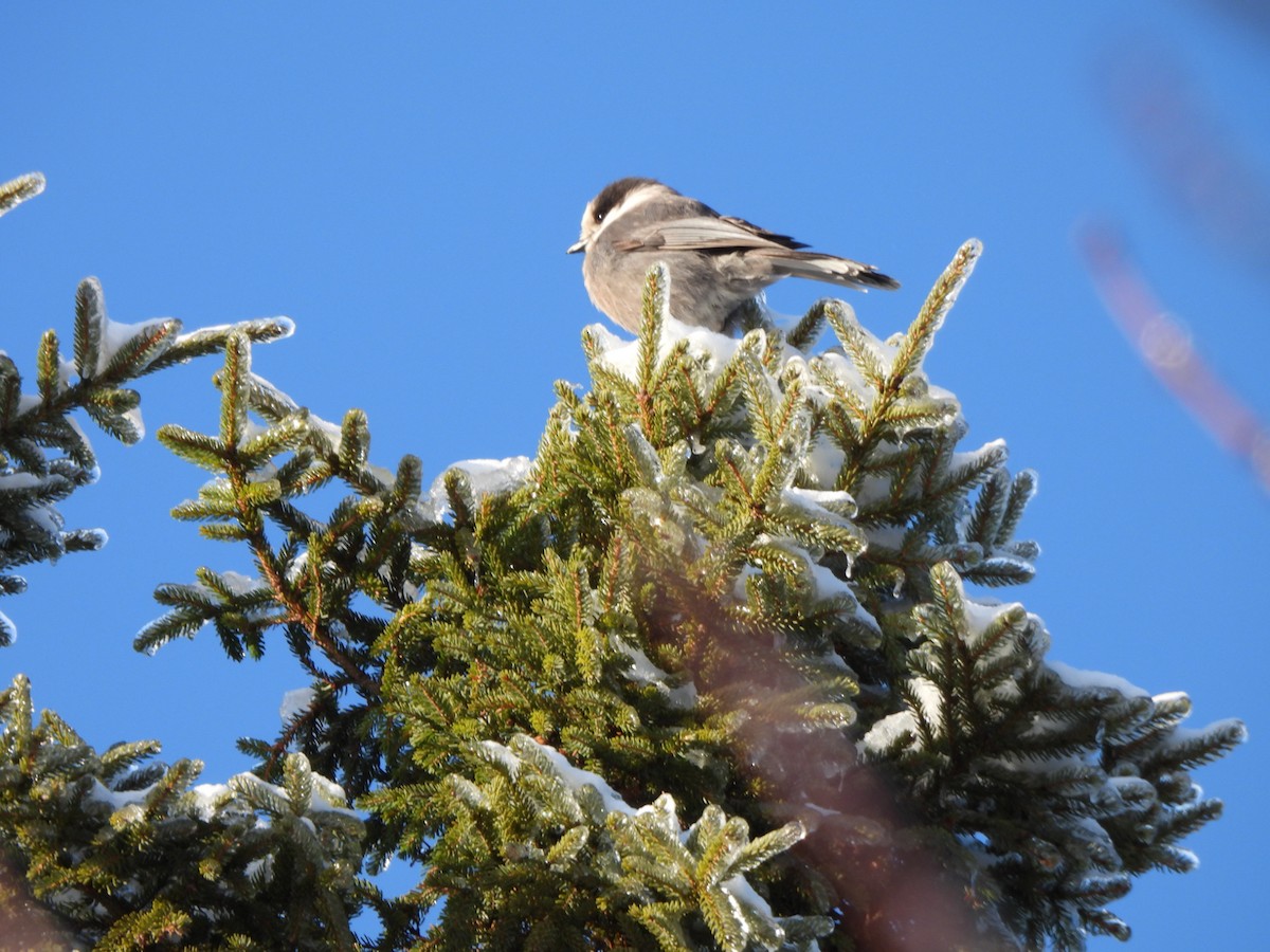 gråskrike - ML647038863