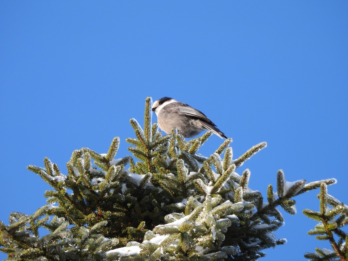 gråskrike - ML647038864