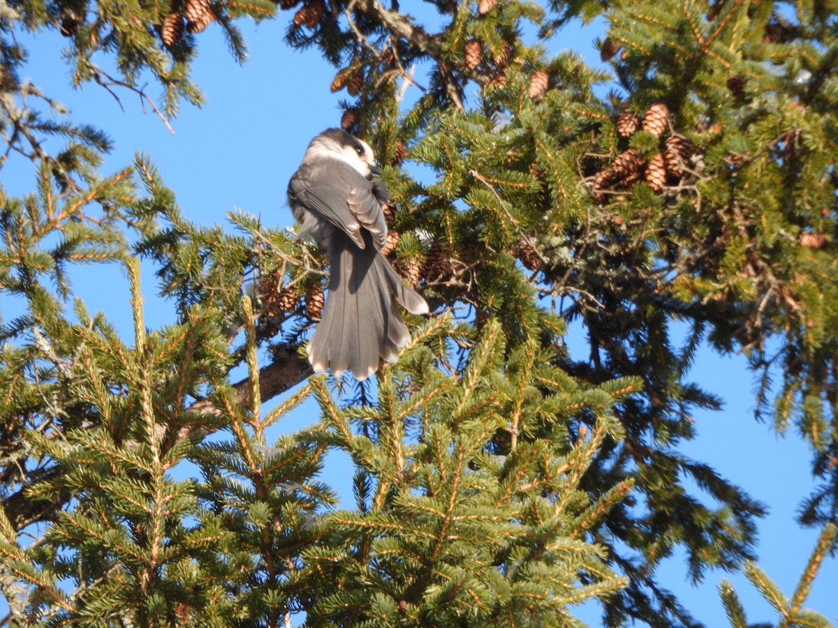 gråskrike - ML647038865