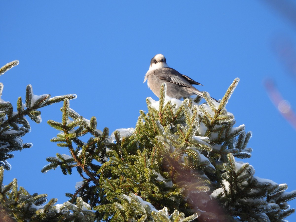 gråskrike - ML647038866