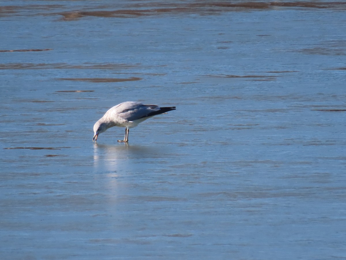 Мартин делаверський - ML647038867
