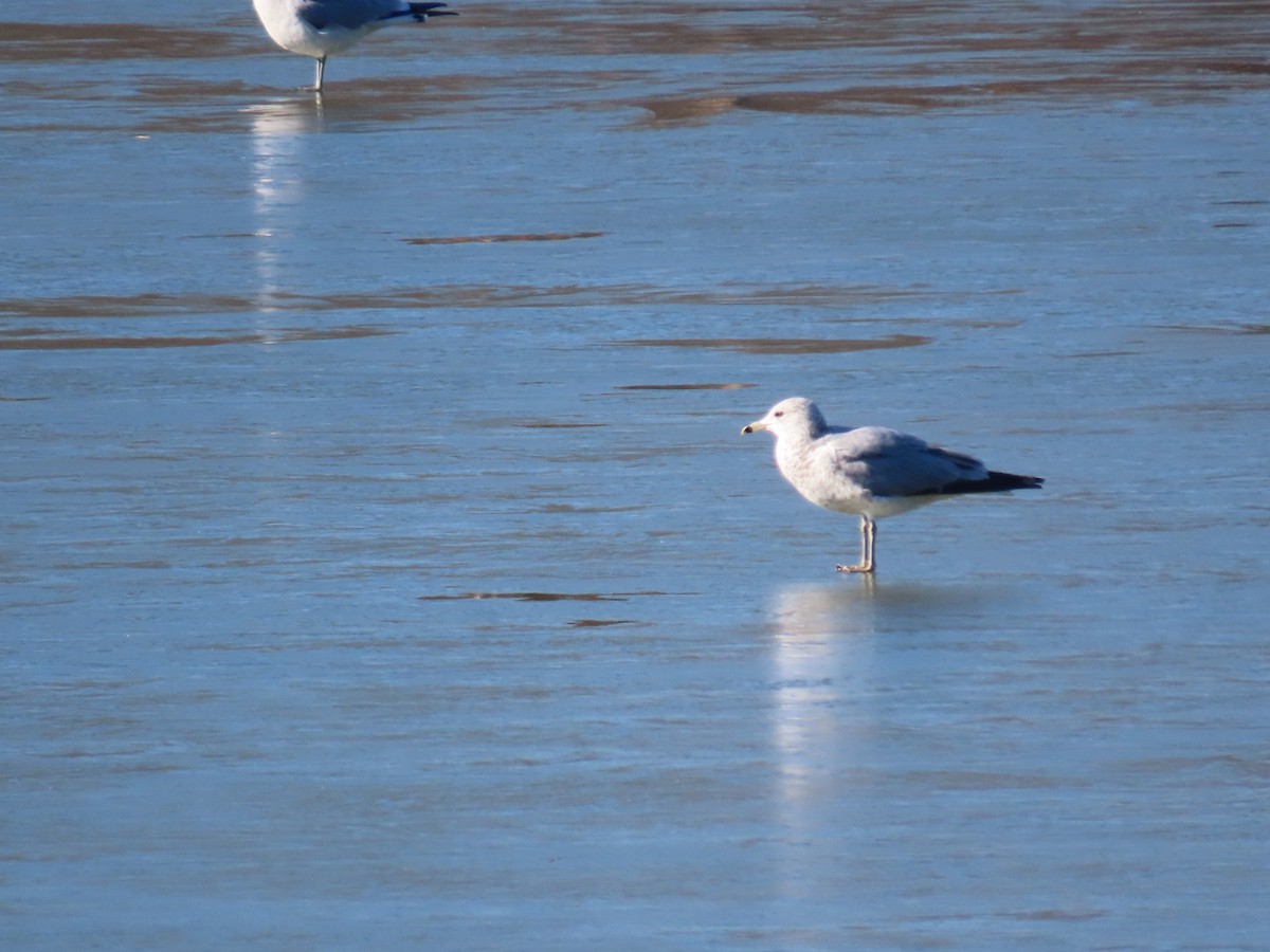 Мартин делаверський - ML647038868