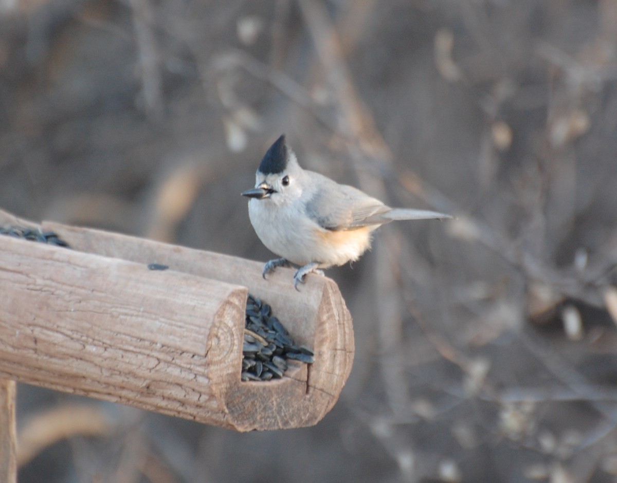 Синиця чорночуба - ML647038869