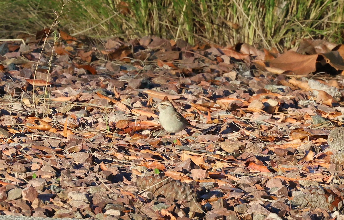 Карнатка білоброва - ML647038871