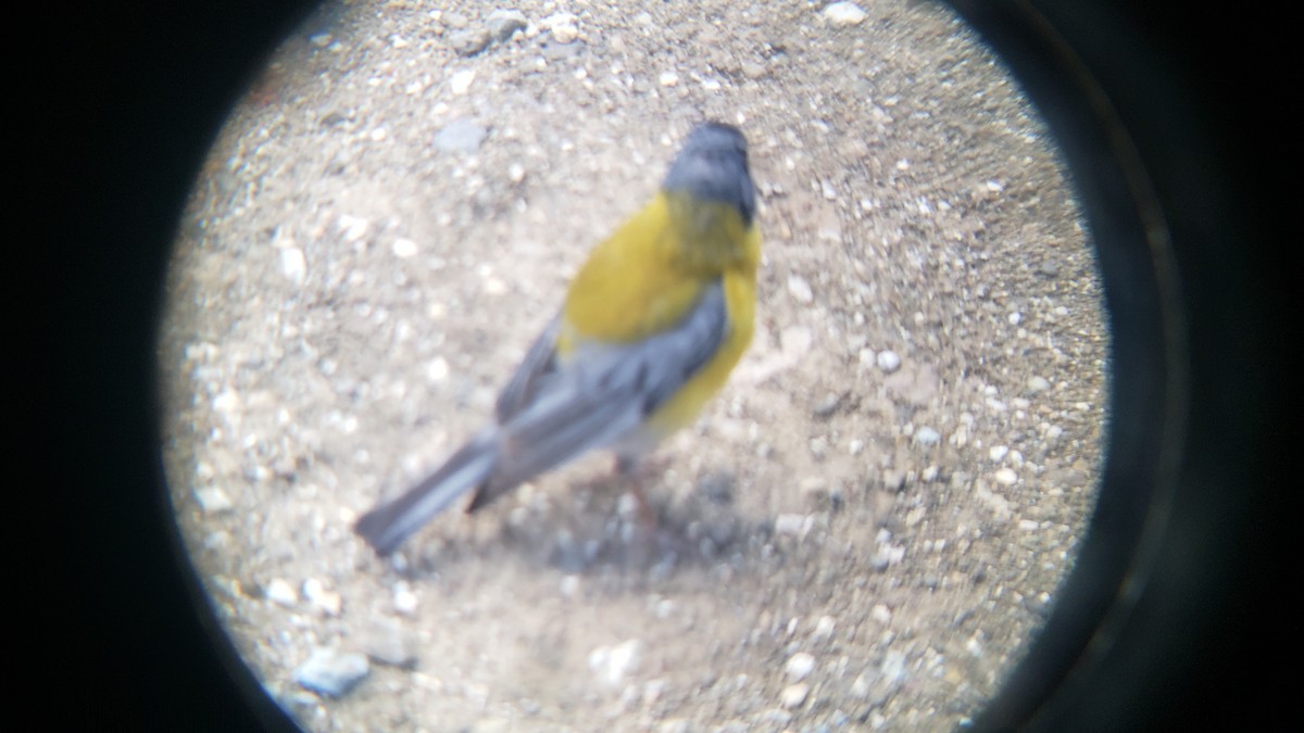 Вівсянчик чилійський - ML647038872