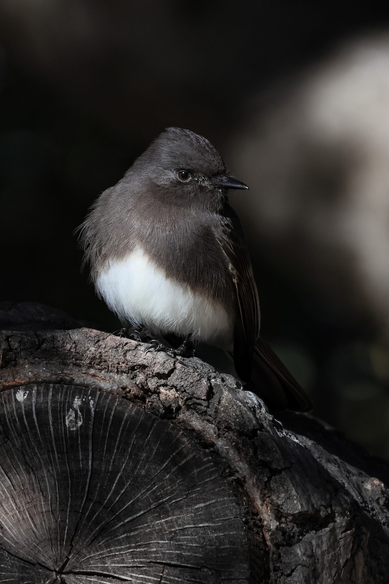 Феб чорний - ML647038873