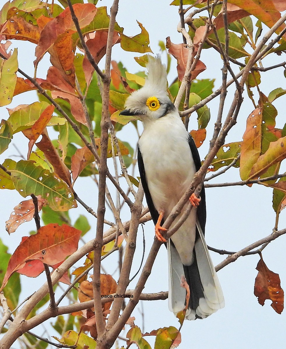 Багадаїс білочубий - ML647038875
