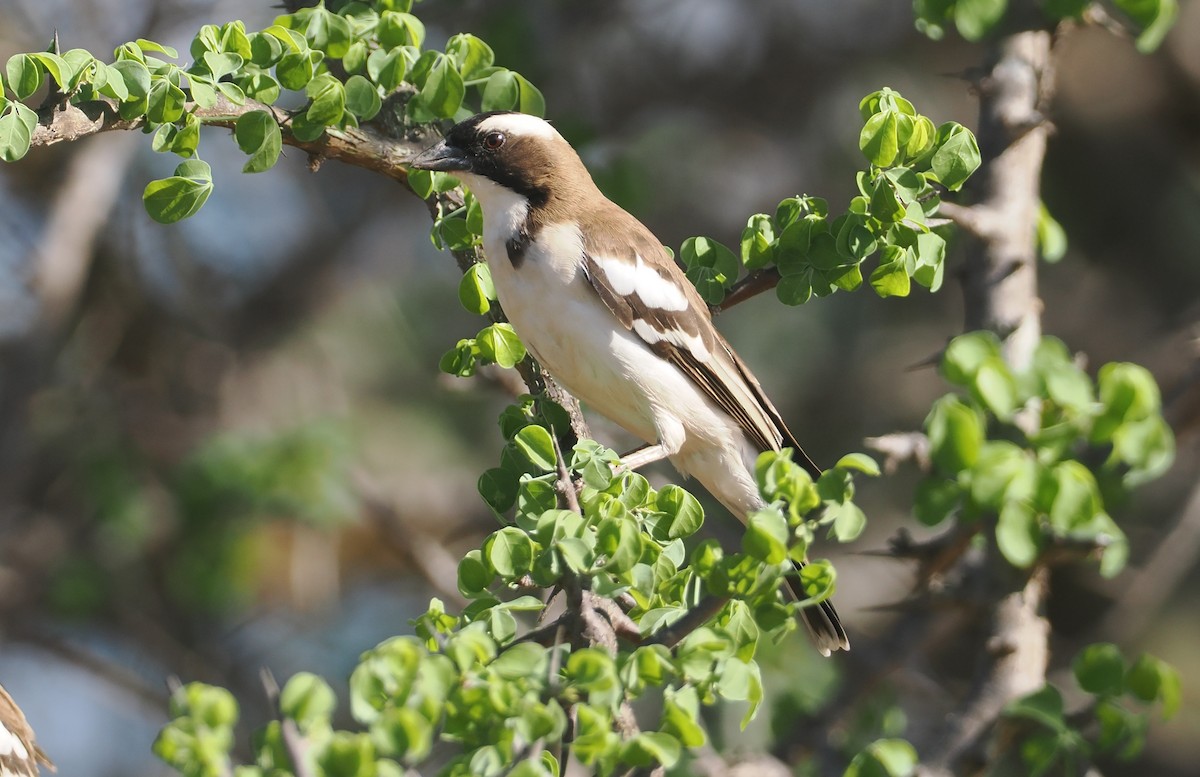 Магалі білобровий - ML647038876