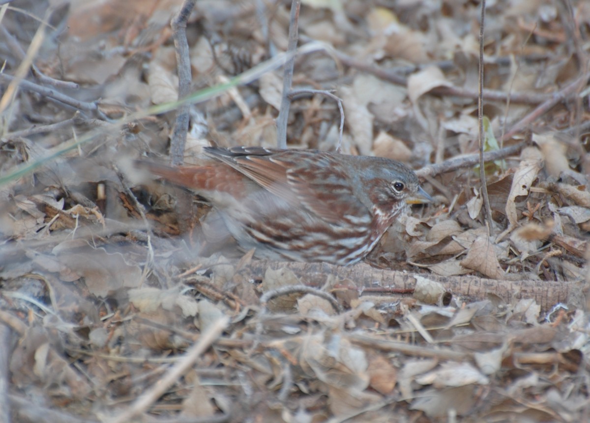 Пасовник рябогрудий - ML647038877