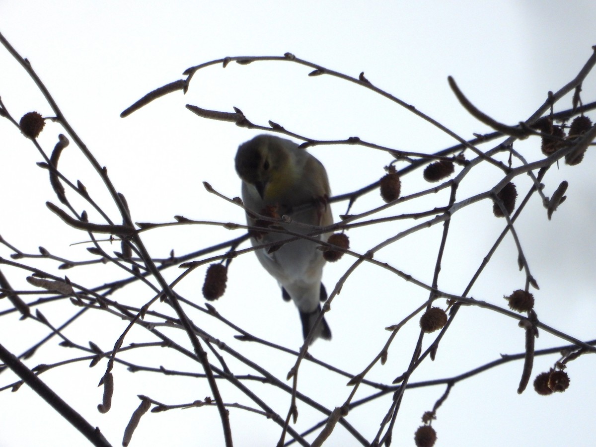 Чиж золотий - ML647038878