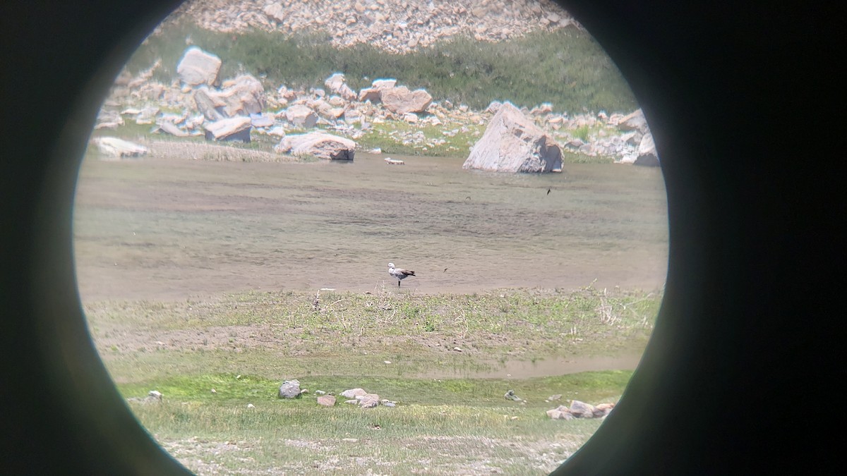 Каргарка магеланська - ML647038879