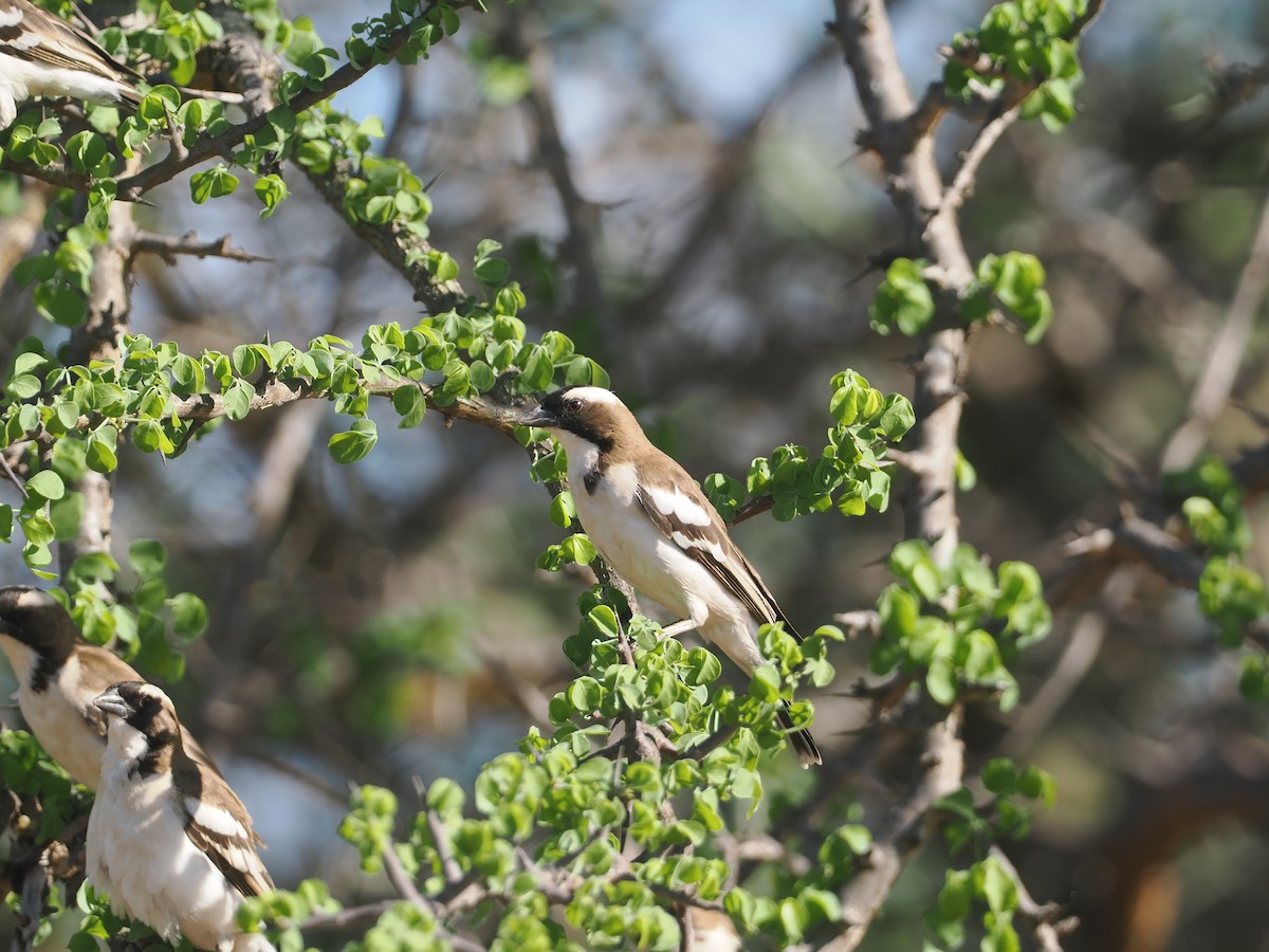 Магалі білобровий - ML647038880