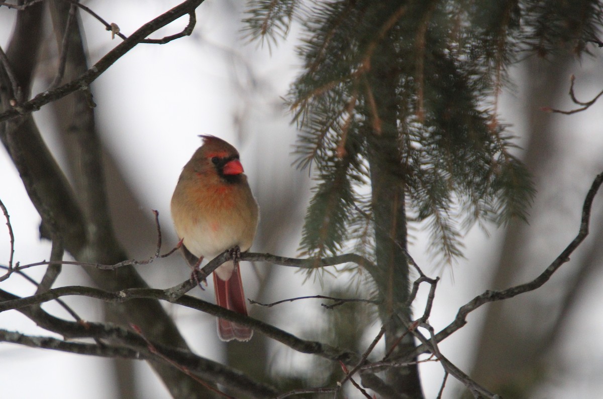 Кардинал червоний - ML647038881