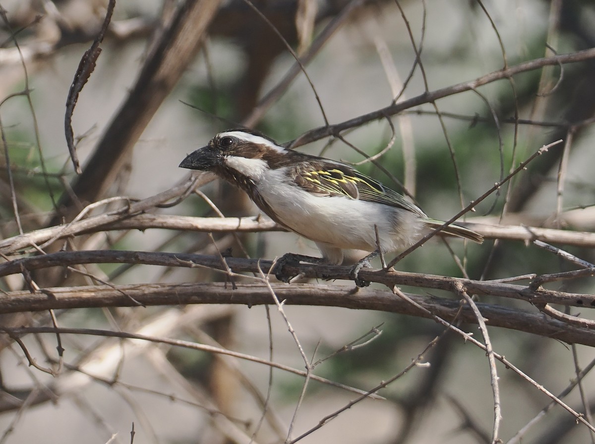 Лібія-зубодзьоб мала - ML647038882