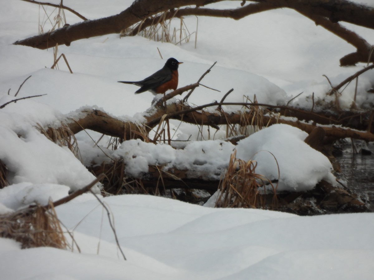 American Robin - ML647038883