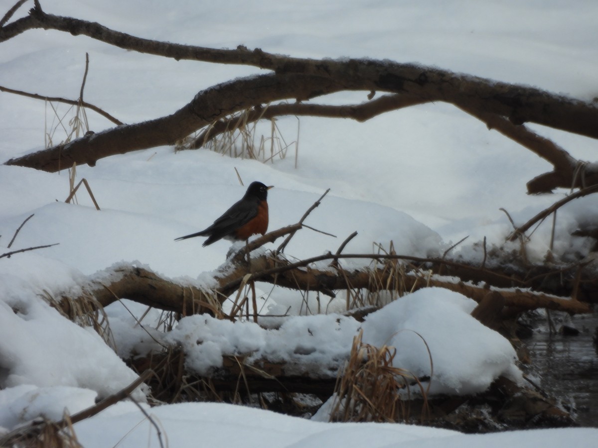 American Robin - ML647038884