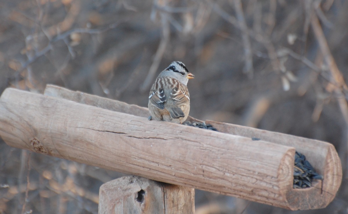 Бруант білобровий - ML647038885