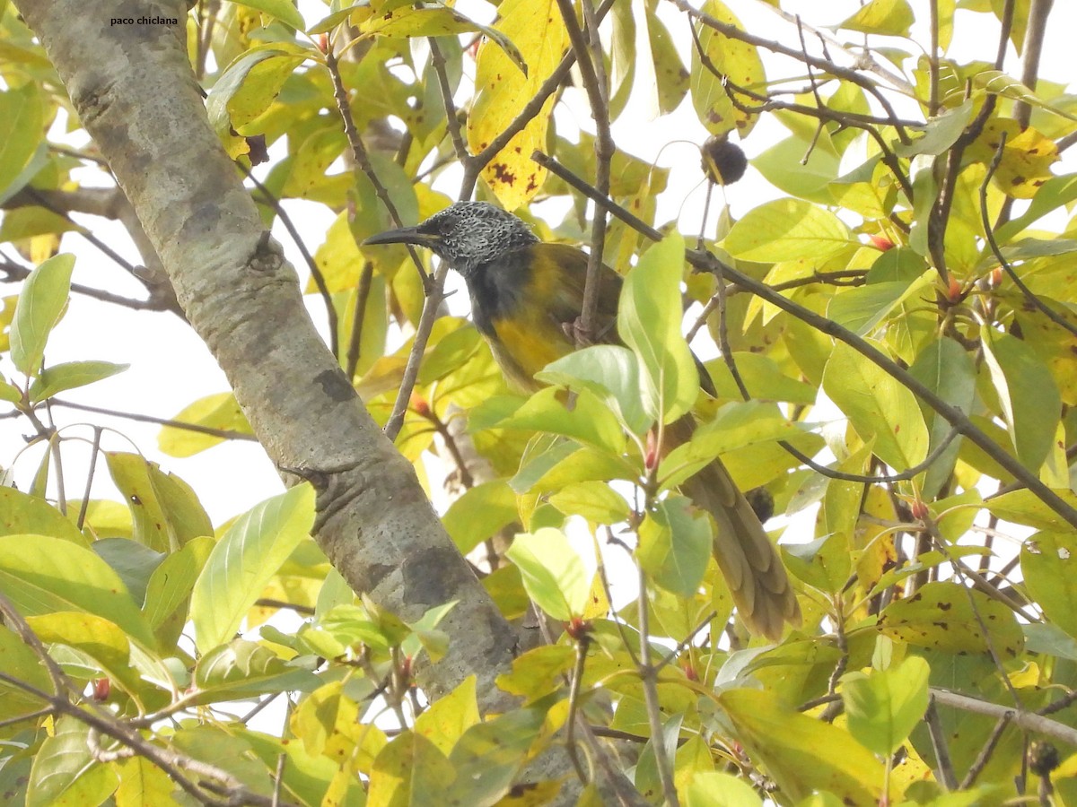 Вільговець чорноголовий - ML647038886