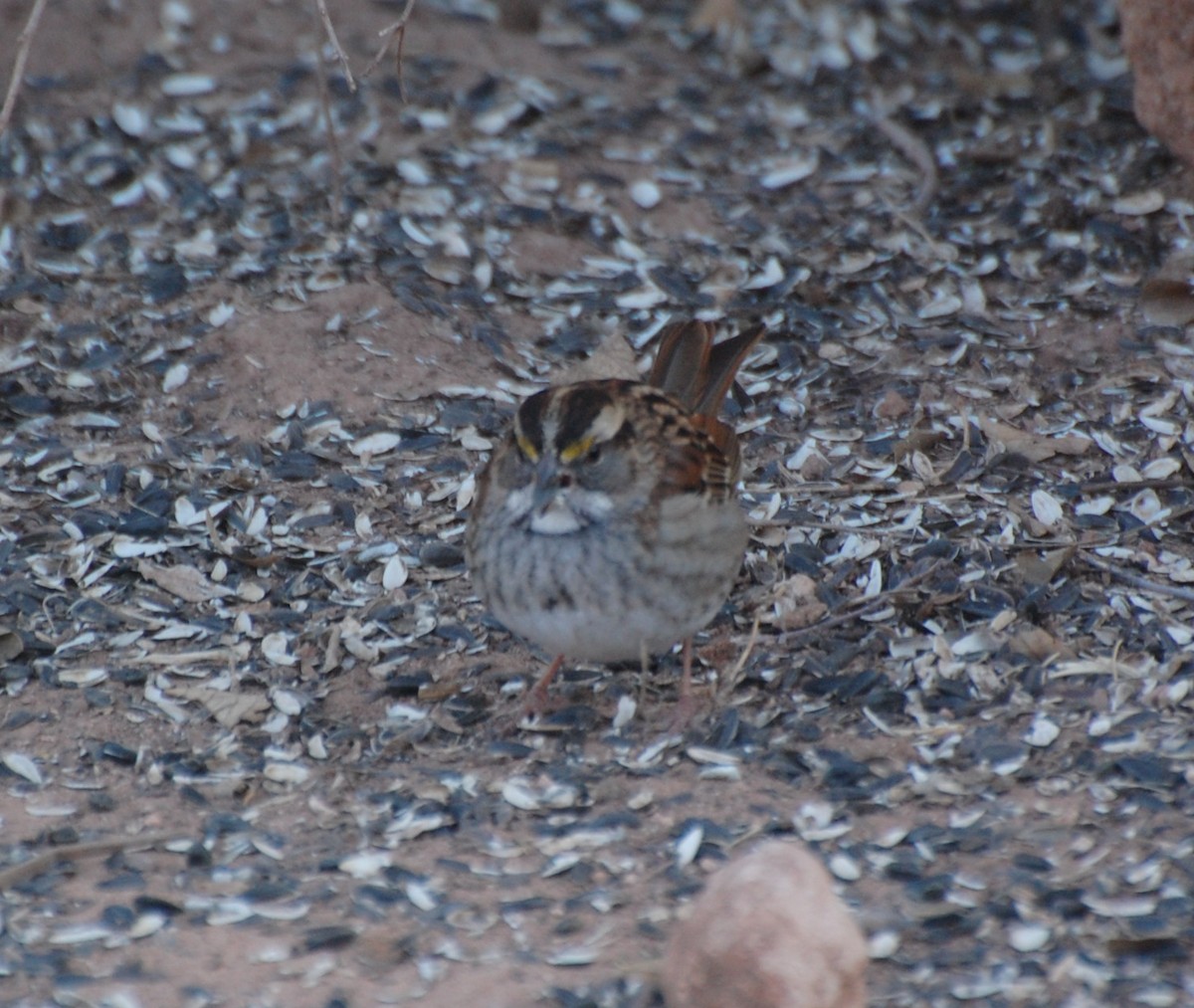 Бруант білогорлий - ML647038887