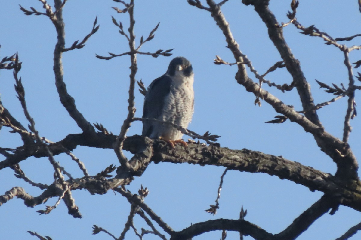 Сапсан - ML647038888