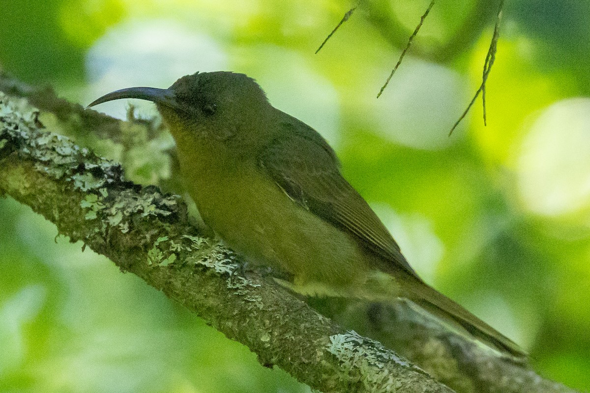 Нектарик оливковий - ML647038890