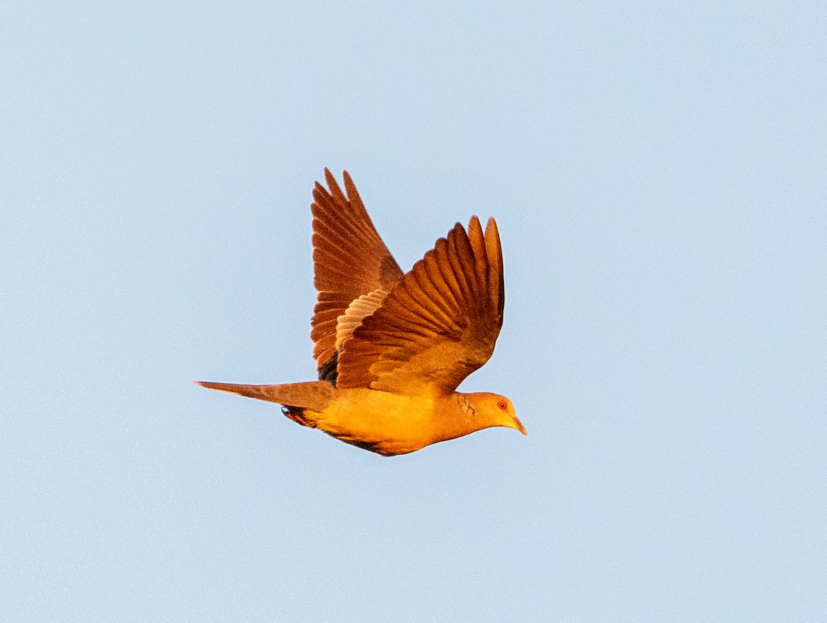 Горлиця велика - ML647038891