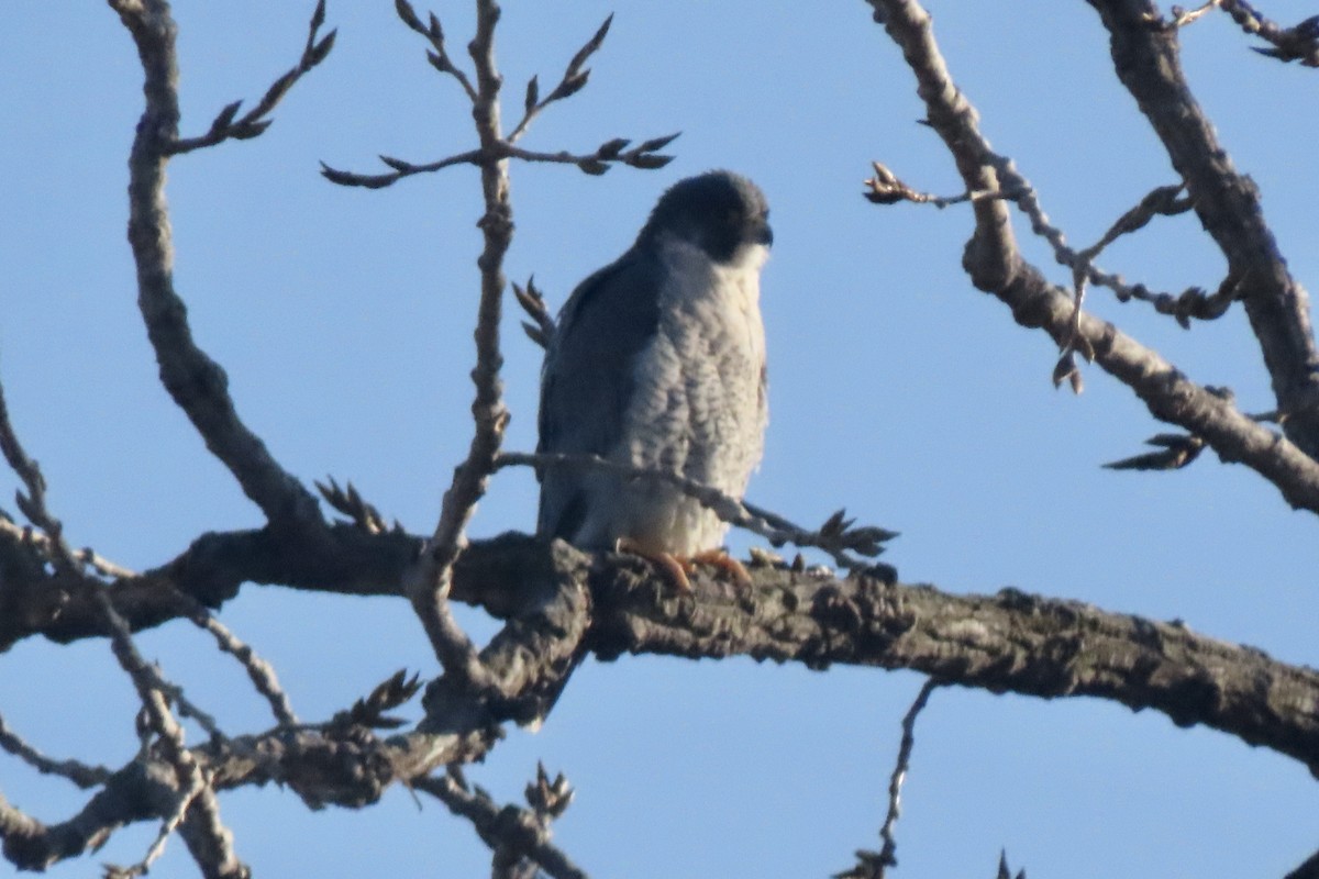 Сапсан - ML647038894