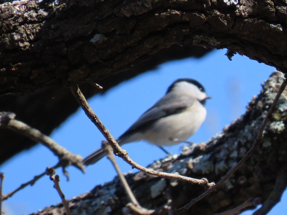 Гаїчка каролінська - ML647038895