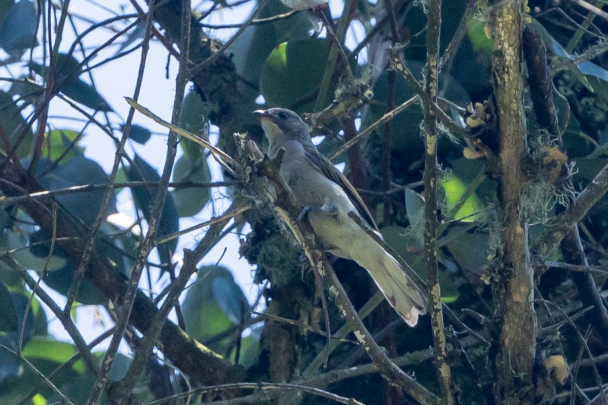 Lesser Honeyguide (Lesser) - ML647038896