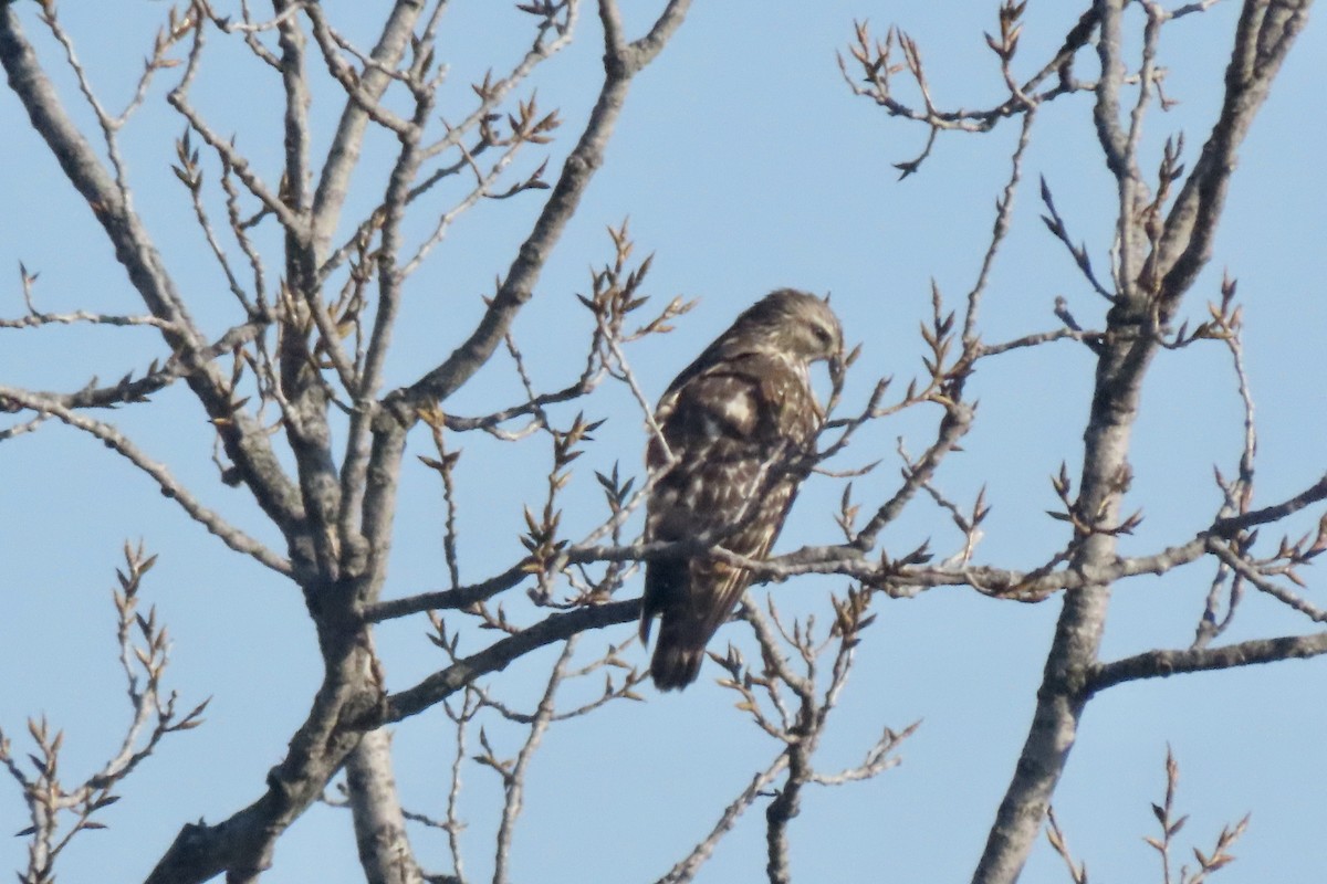 Red-shouldered Hawk - ML647038899