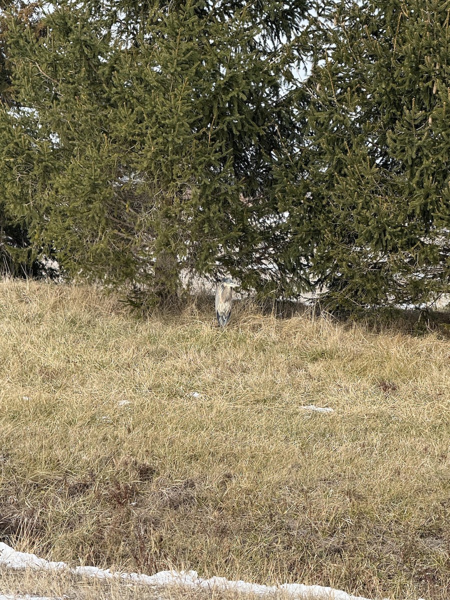 Grand Héron - ML647038906