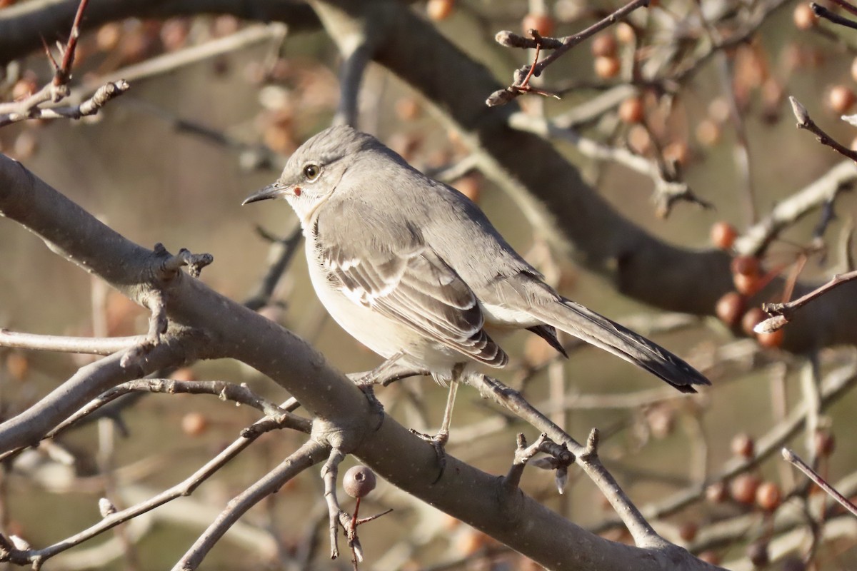 Northern Mockingbird - ML647038911