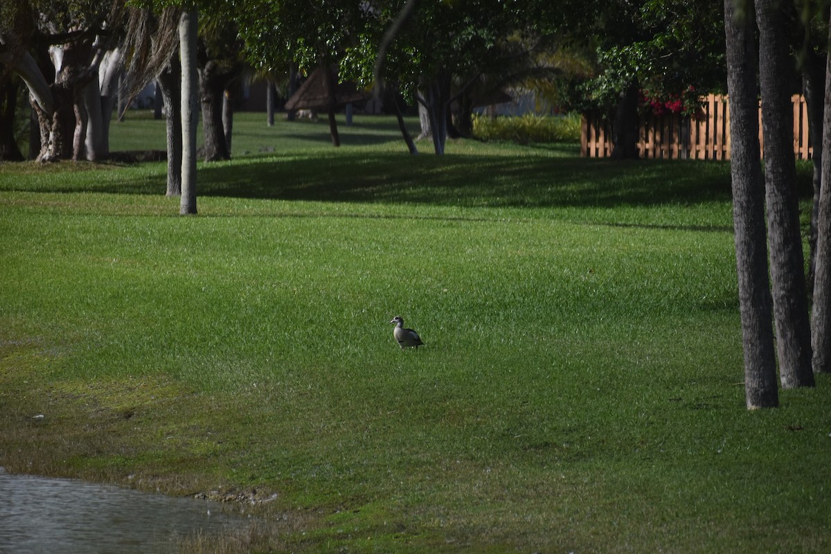 husice nilská - ML647038918