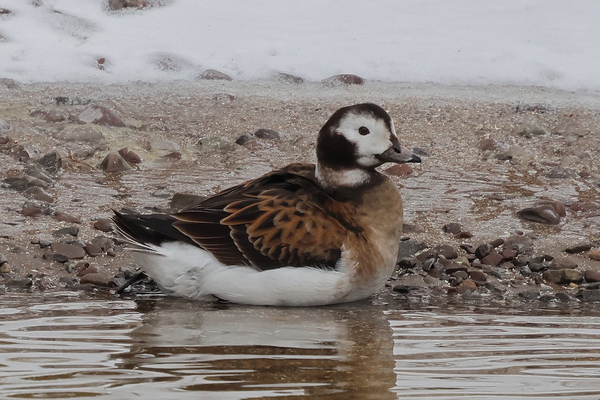 Long-tailed Duck - ML647038919