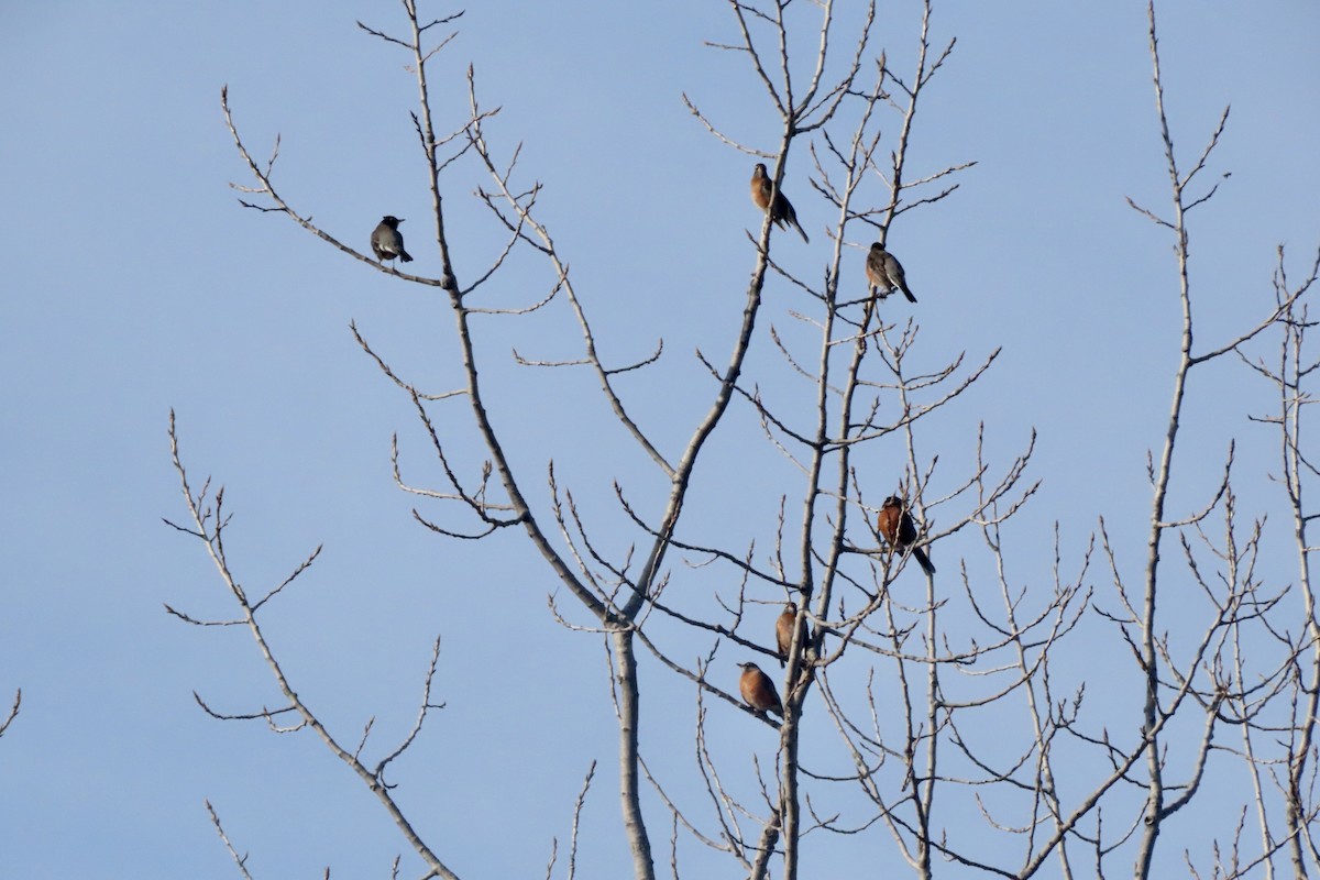 American Robin - ML647038920