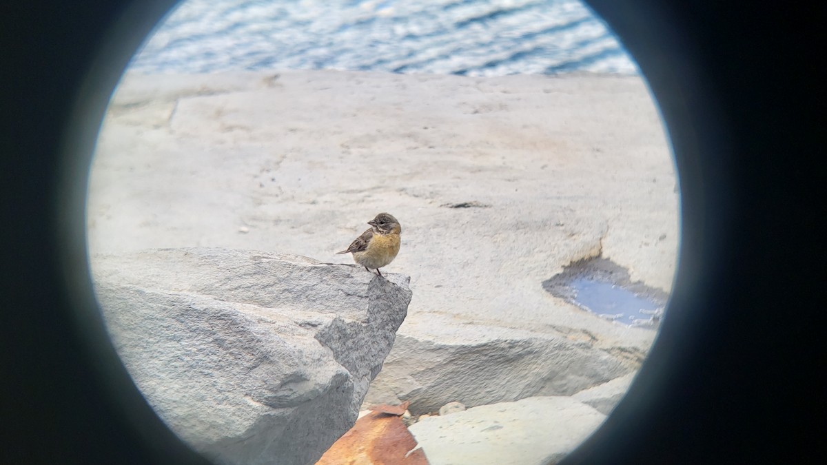 Gray-hooded Sierra Finch - ML647038923
