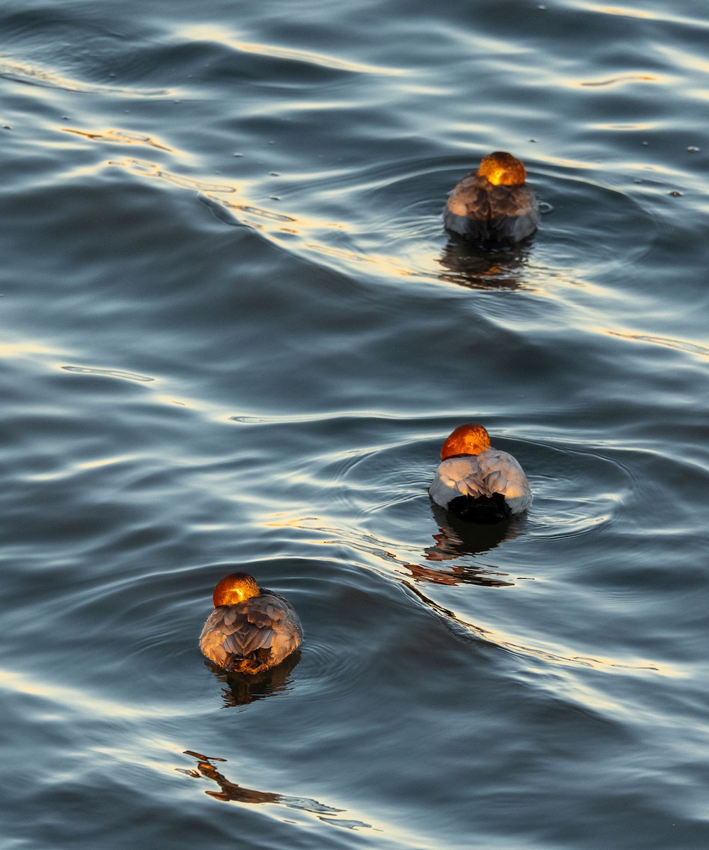 Попелюх звичайний - ML647038931