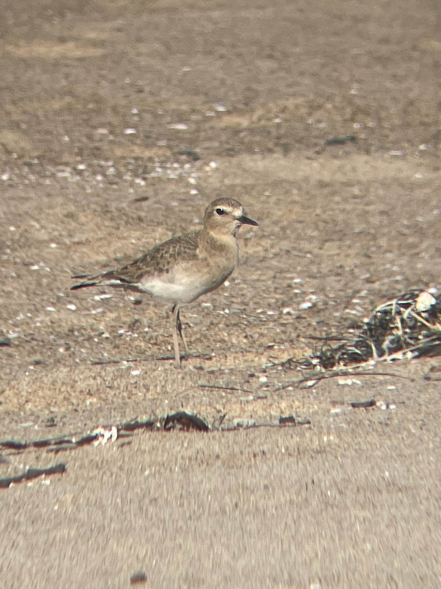 prærielo - ML647038938