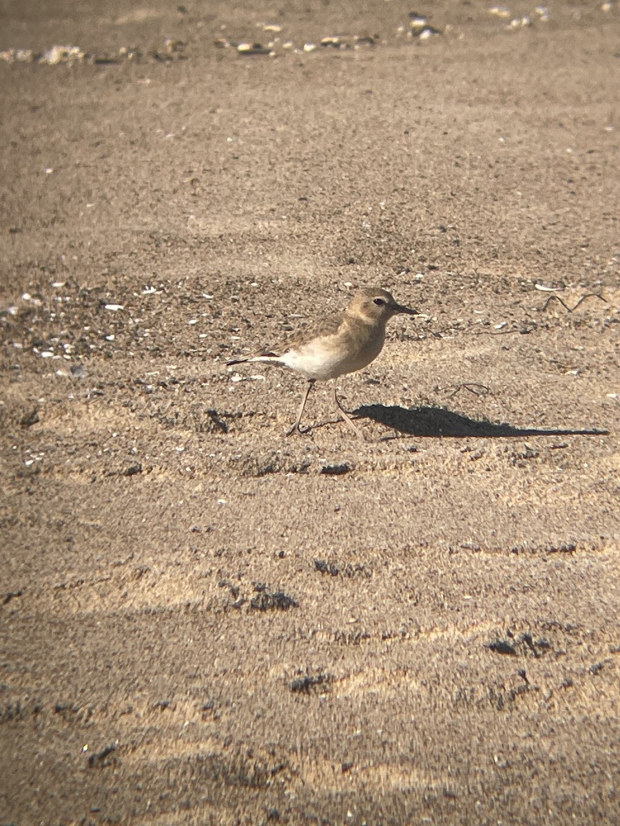 prærielo - ML647038946