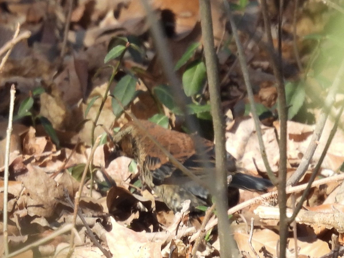 Rusty Blackbird - ML647038961
