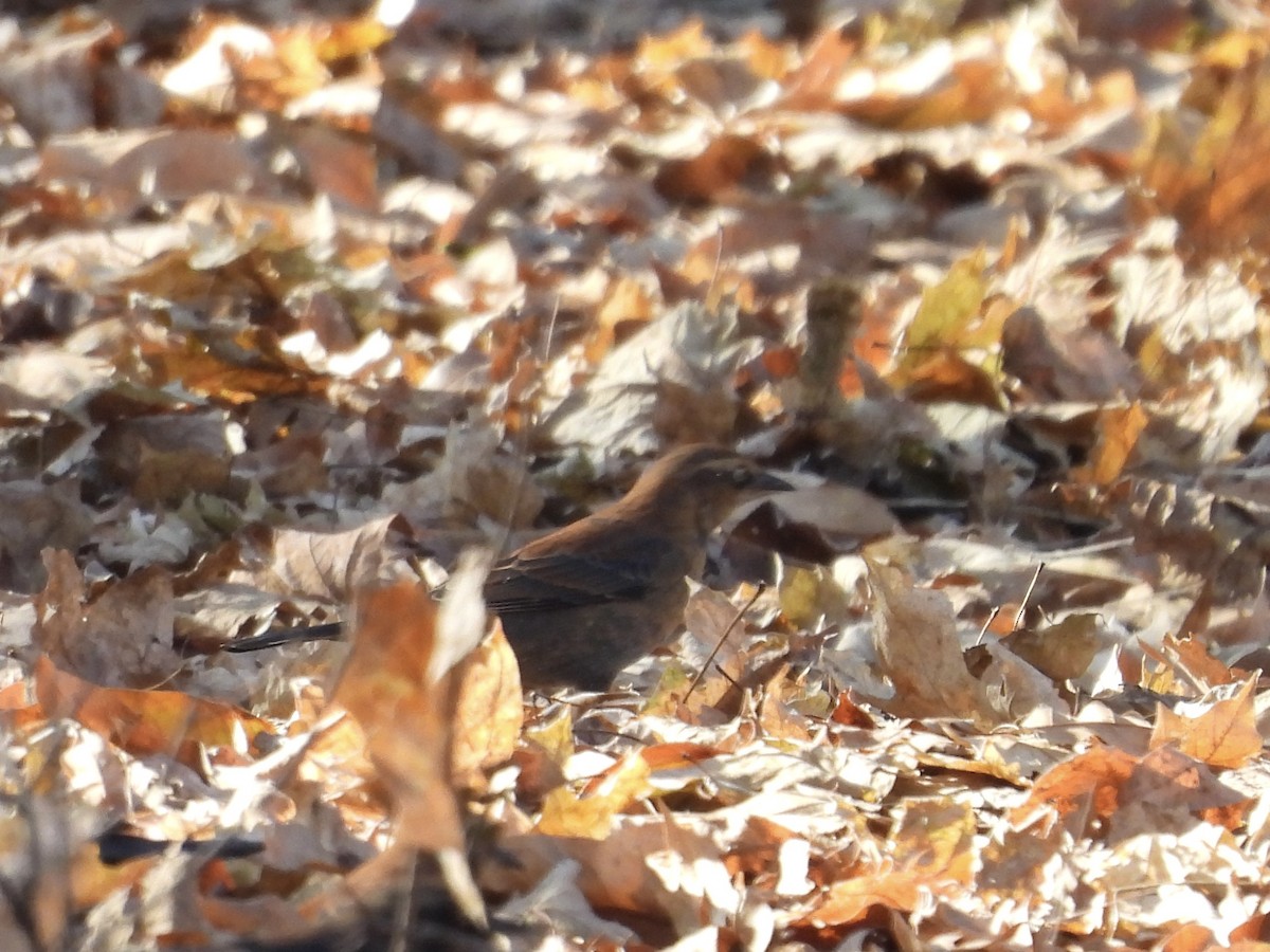 Rusty Blackbird - ML647038962