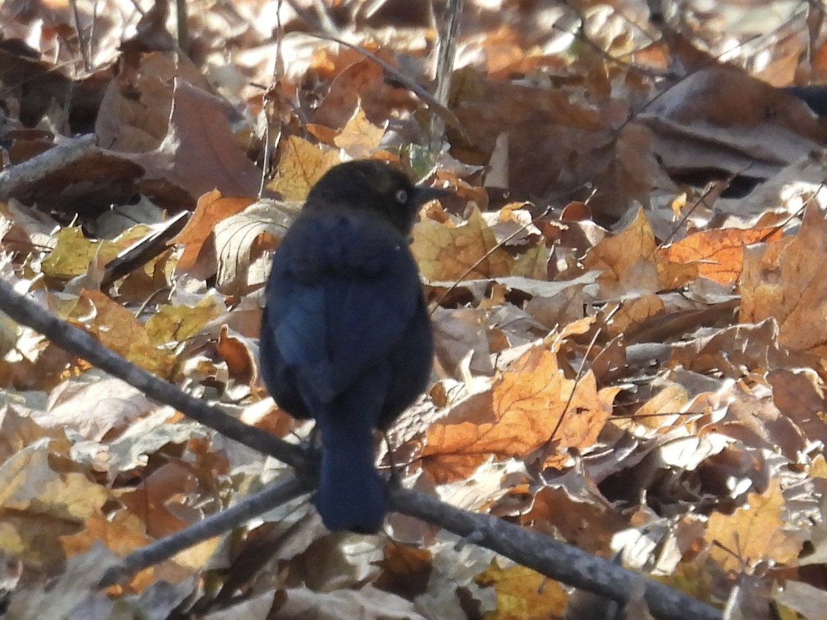 Rusty Blackbird - ML647038963