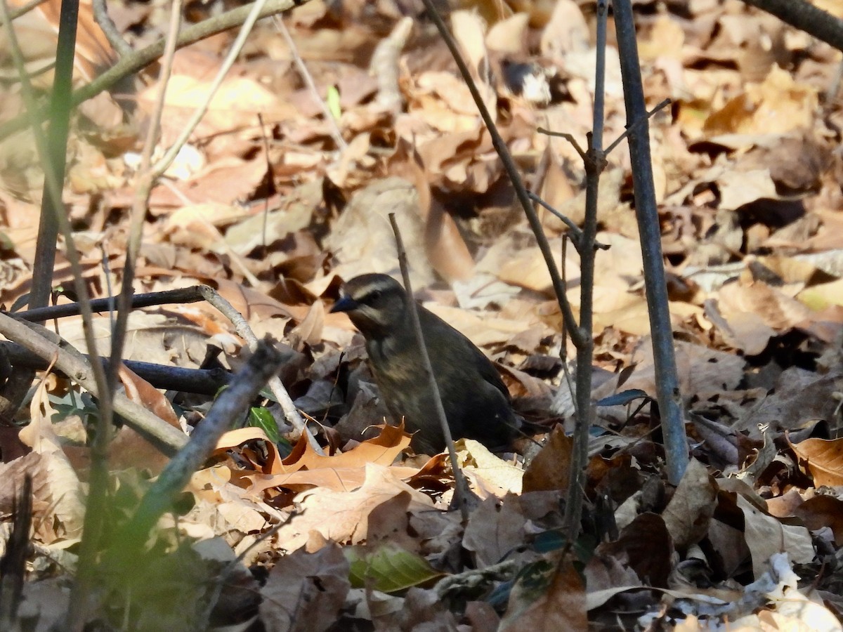 Rusty Blackbird - ML647038964