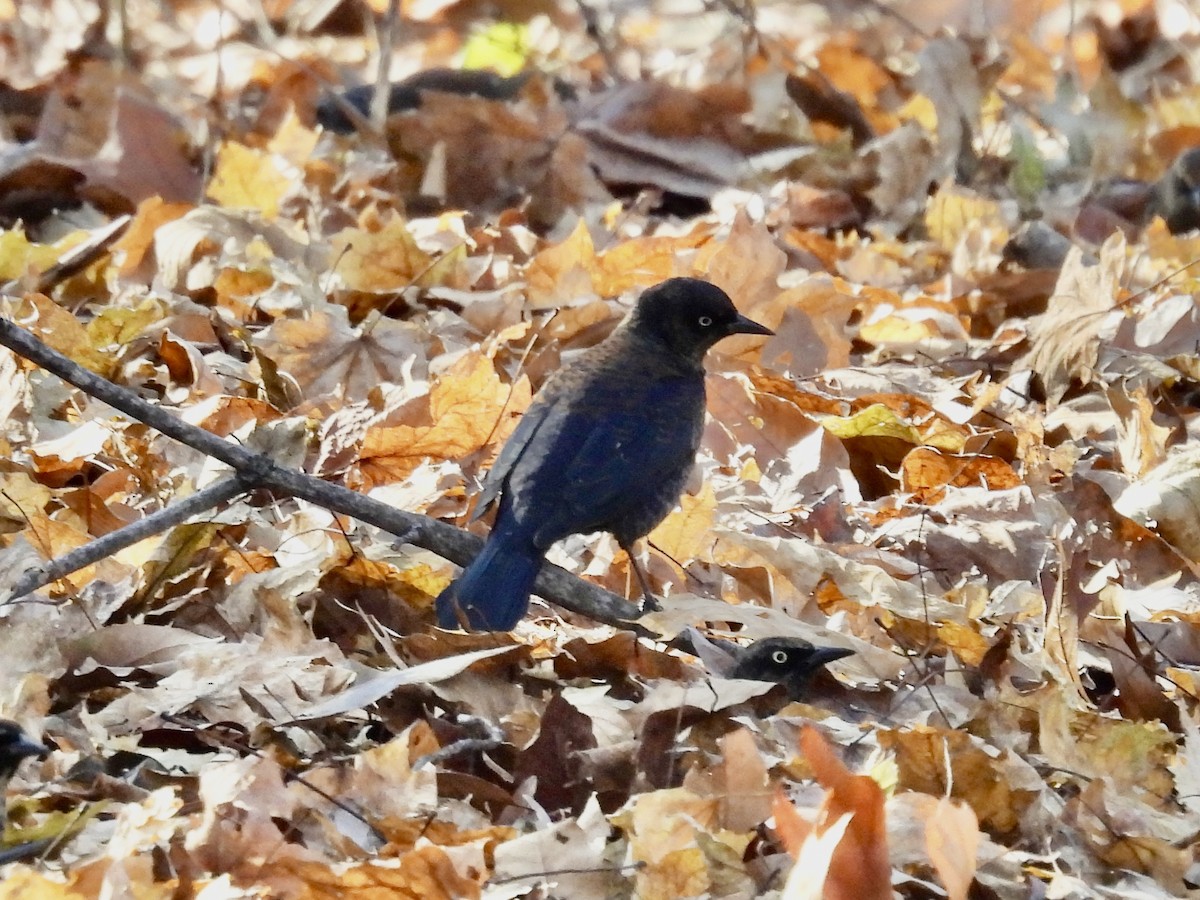Rusty Blackbird - ML647038965