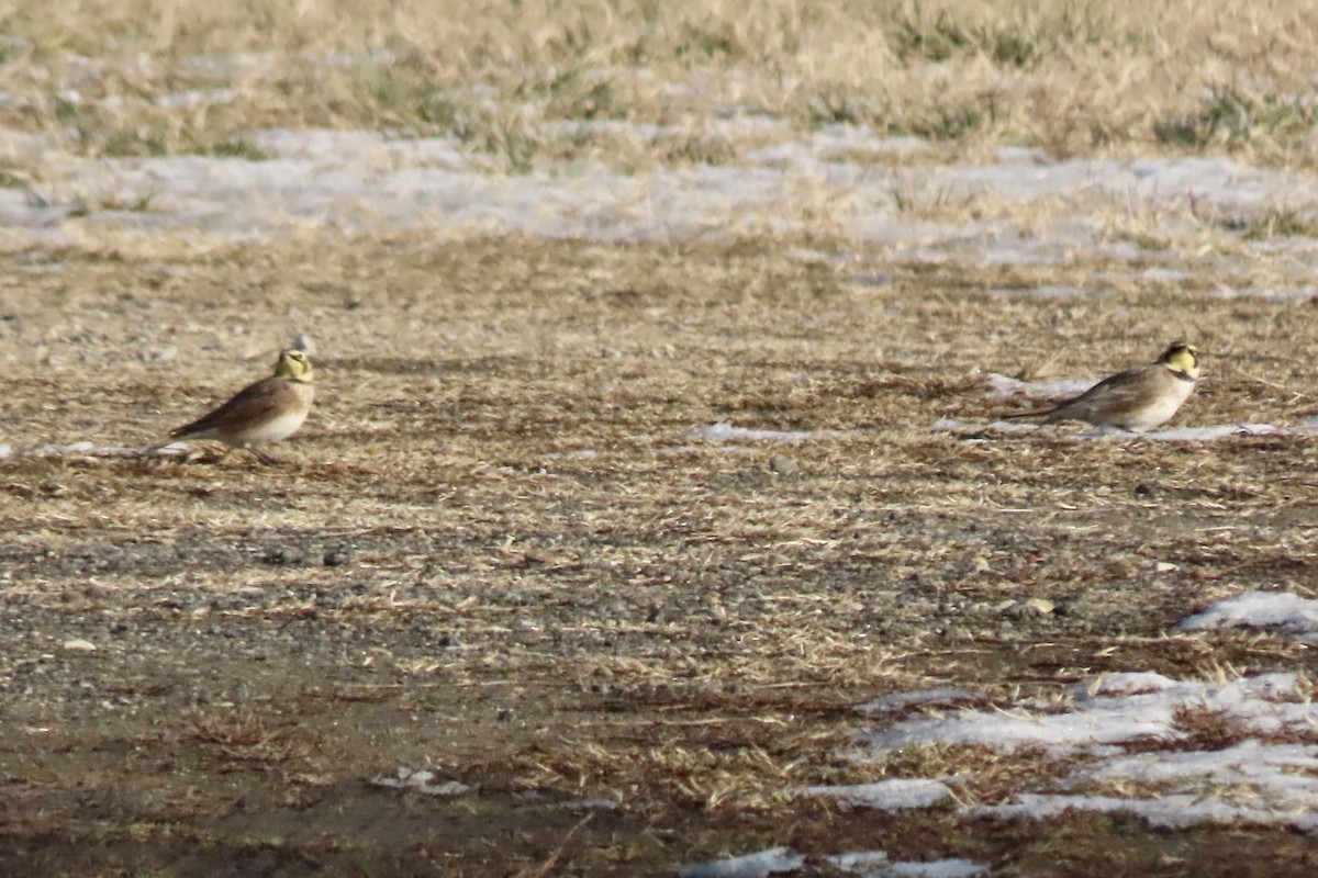 Horned Lark - ML647038966