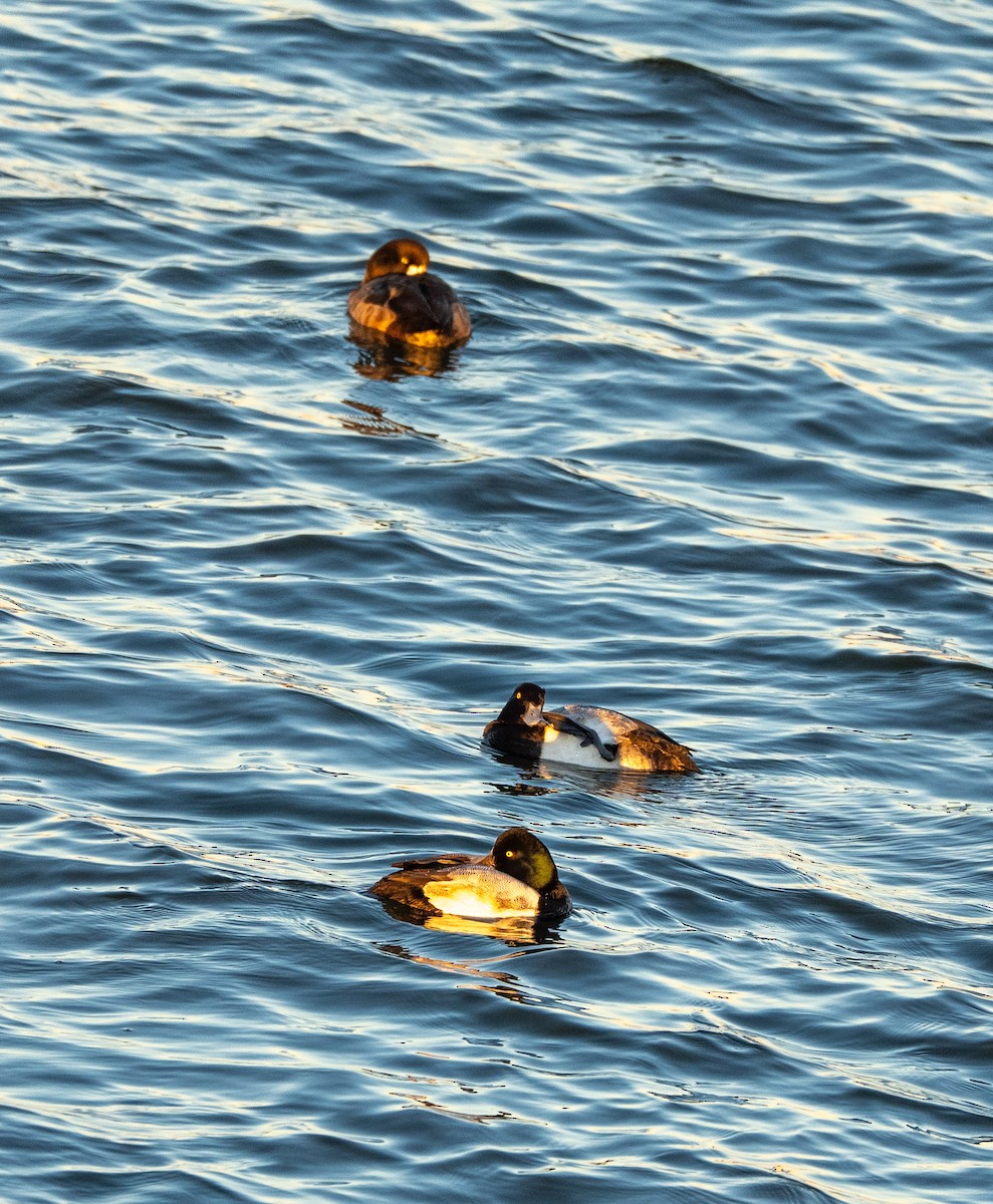 polák kaholka - ML647038979