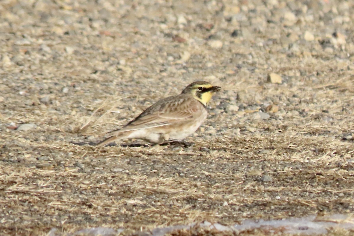 Horned Lark - ML647038980